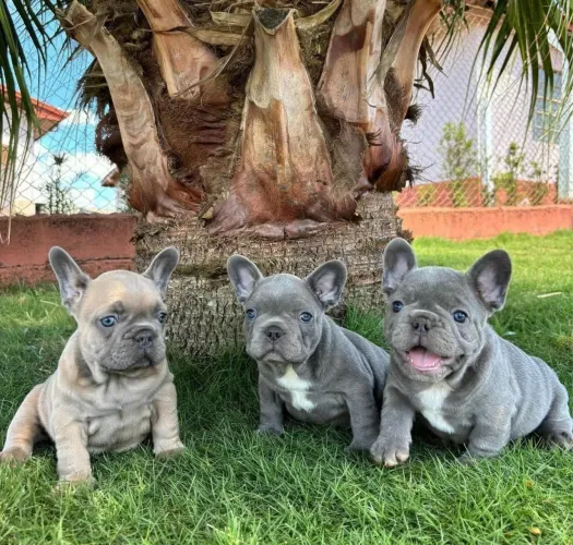 Bulldog