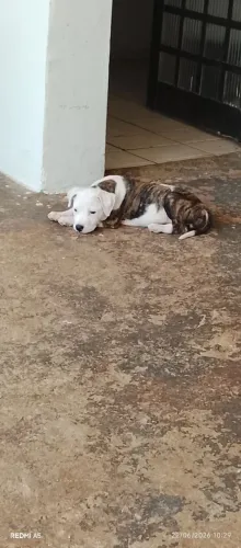 Vendo uma fêmea pitbull com 60 dias