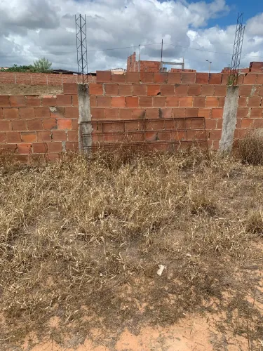 Gaiola boiadeira