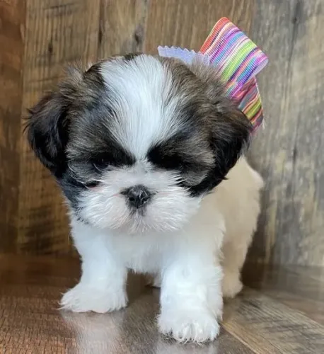 Shih Tzu Puro - Ótima Procedência