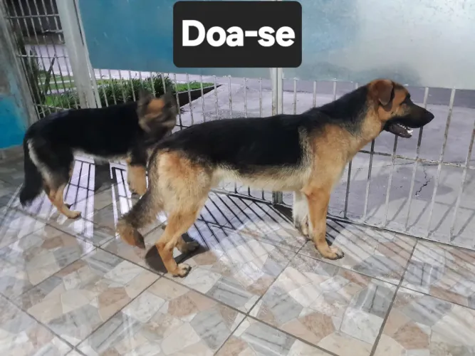 Doa-se pastor alemão