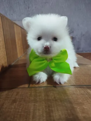 Filhote lulu da Palmeirânia macho 