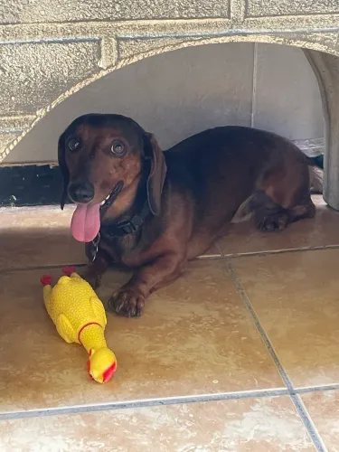 Procuro uma namorada para meu Basset 