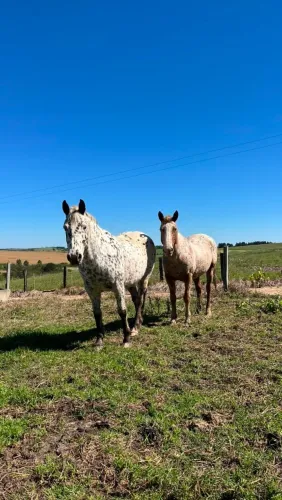 Cavalos a venda