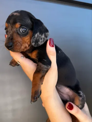 Basset Mini Fêmea 