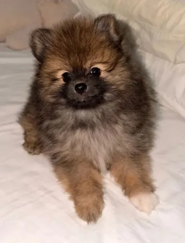 Lulu Da Pomerania Anão, Spitz Alemão Anão