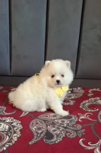 Spitz alemão filhote