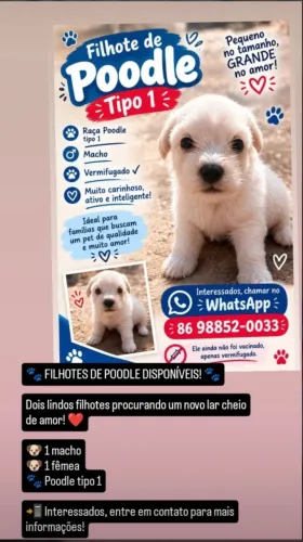 Poodle tipo 1 