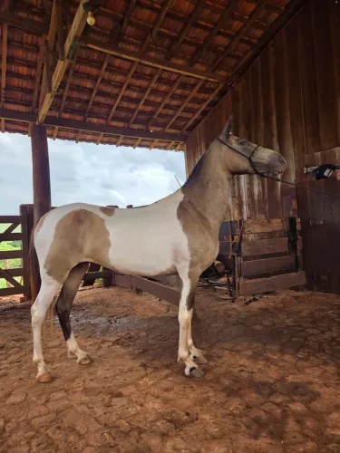Vende cavalos
