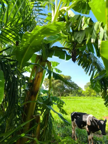 Chácara de 7 ha com energia solar e pomar, aceita imóvel