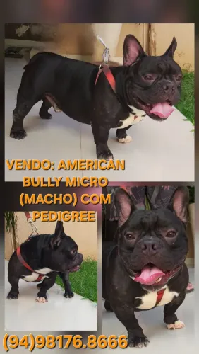 Vendo lindos Cães da raça American Bully