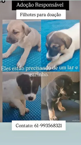  PROCURA-SE UM LAR CHEIO DE AMOR! (Filhotes para Adoção Responsável) 