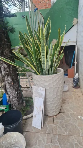 Vaso com folhagem espada de São jorge completo