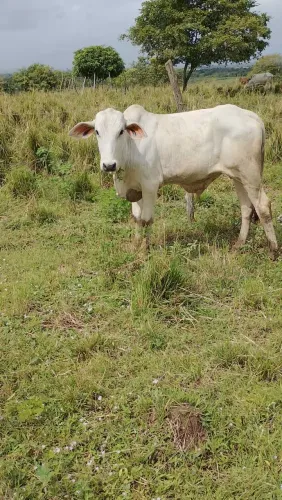 Párea de garrote macho e uma garrota fêmea 