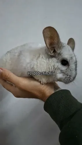 Chinchila Branco Mosaico de Cinza.
