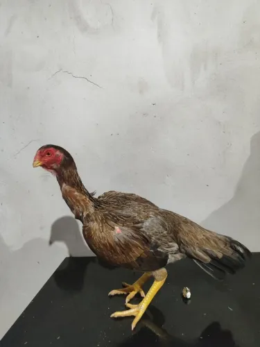 Vende-se casal de assil bico curto, crista bola.