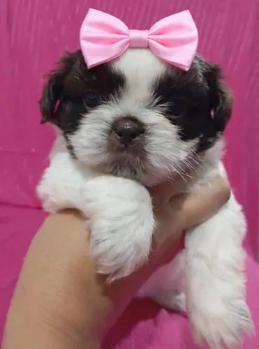 Lindos filhotes fêmea e macho de Shitzu em até 12 ×