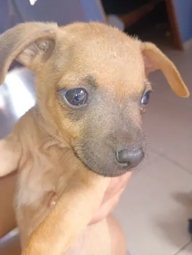 Pincher