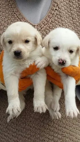 Filhotes de Labrador | Alegria todos os dias