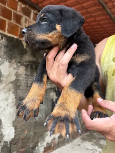 Rottweiler Filhotes