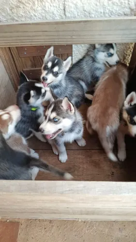 Husky Siberiano - Filhote - Filhotinho - Cachorro