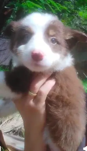 Border collie filhotes