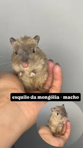 Esquilo da Mongólia - macho
