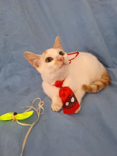 Gatinhos