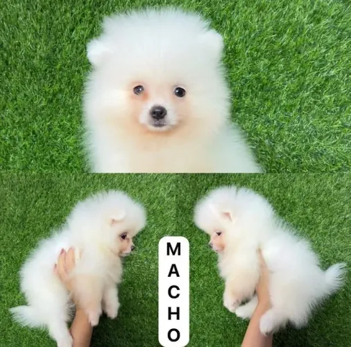 Lulu da pomerania 