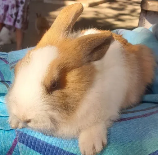Coelhos
