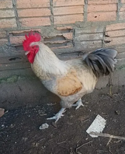 Galo Griscendre Puro