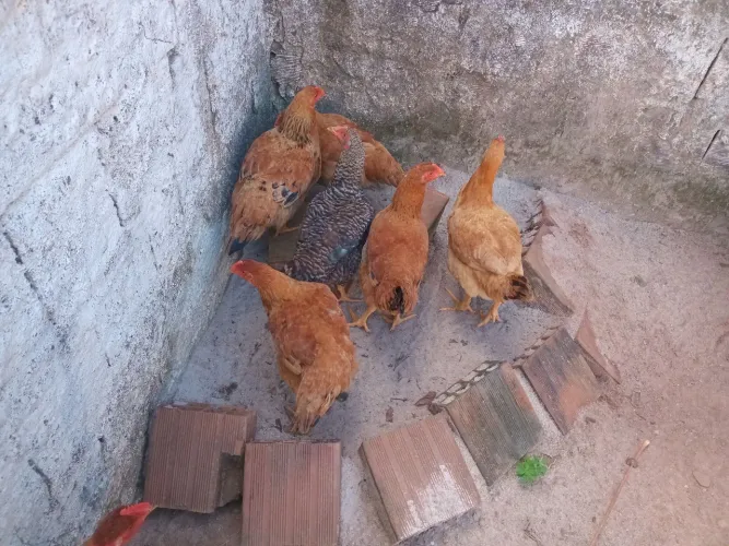 Vende-se 8 franguinhos galinhas