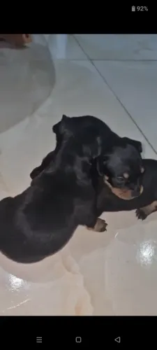 Vende-se fêmea Pincher número 1