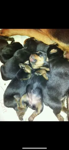 Filhotes de Rottweiler | Mais alegria para sua família!