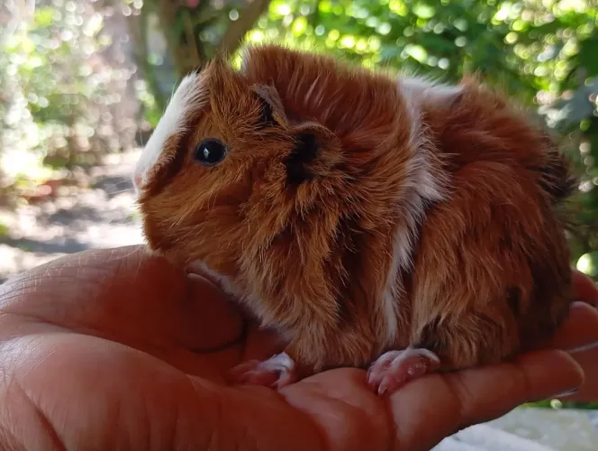 Porquinho da índia peruano