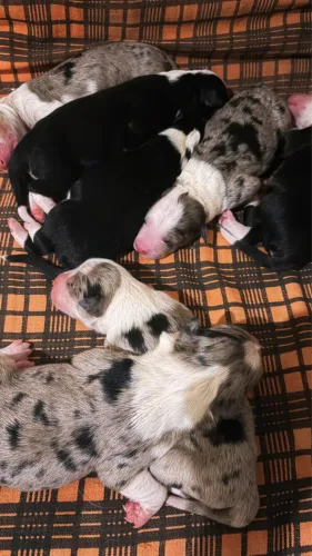 Filhotes de Border Collie