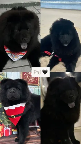 Filhotes de Chow Chow legítimos
