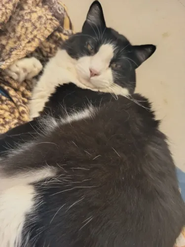 Adoção responsável - gato castrado frajola