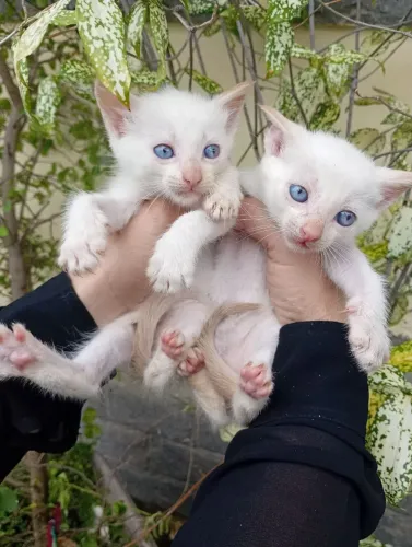 Doação dois gatinhos machos branquinhos