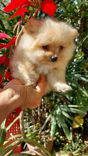 Spitz Alemão Anão, com Pedigree e entrega em 10x no cartão.