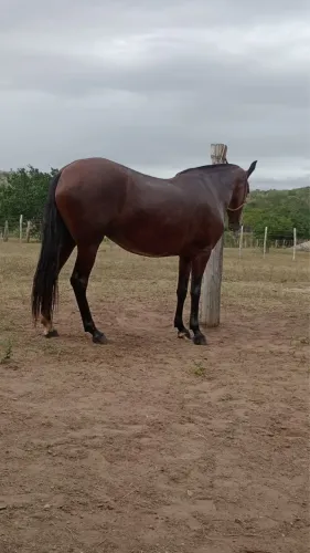 Égua mangalarga marchador 