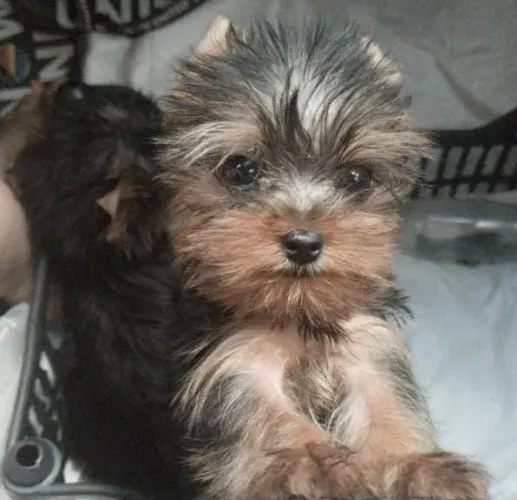 Yorkshire Terrier