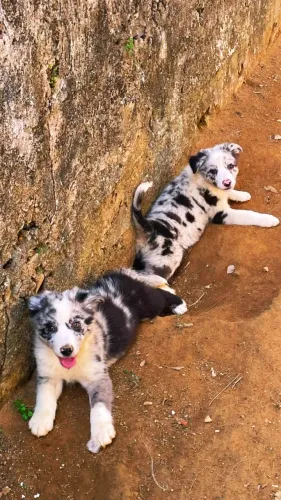 Filhotes de borde collie