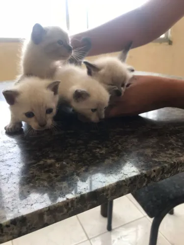 Gatinhos o adoção 