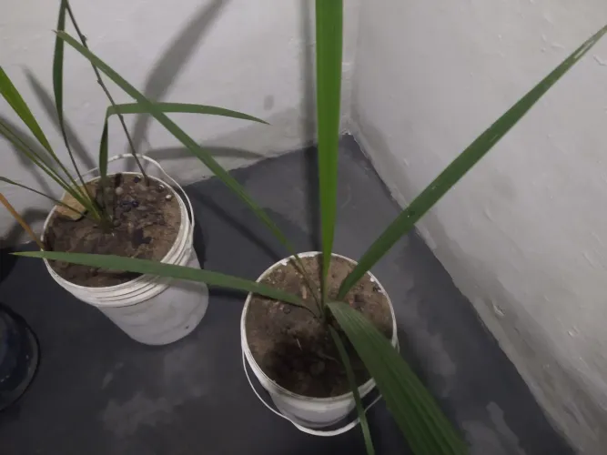 2 mudas tamaras jumbo 2anos de plantadas