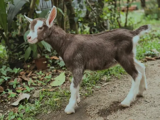 Bodinho Toggenburg