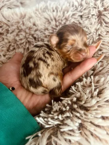 Lindo machinho de yorkshire merle olho azul