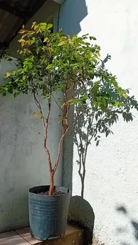 Jabuticabeiras em vasos de plástico
