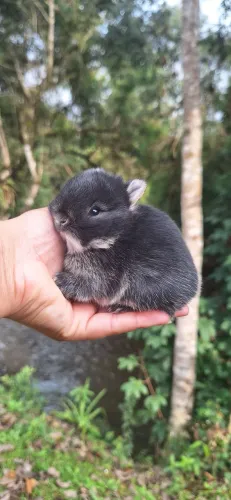Mini coelho Netherland Dwarf 