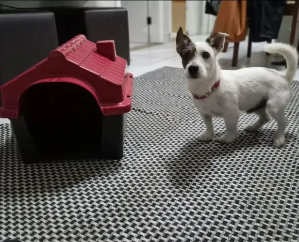 Casinha de cachorro N?4